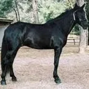 Mallorquin