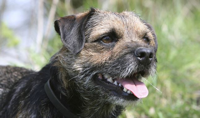Border Terrier