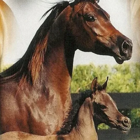 In this pic she is the mare.