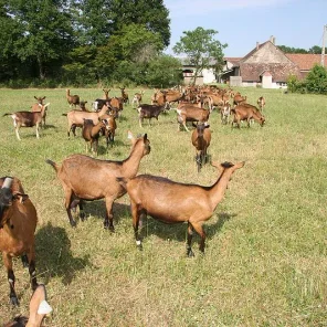 Alpine