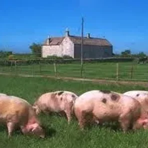 British Landrace