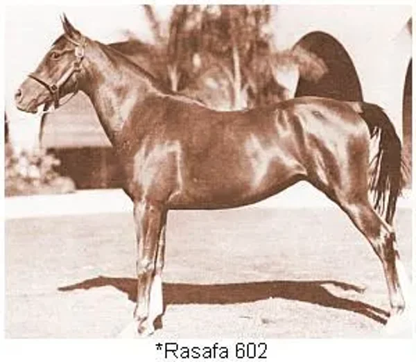 Rasafa