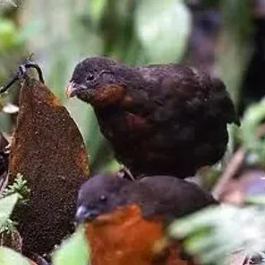 Dark-backed Wood Quail