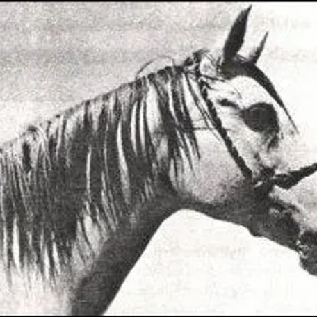 JALILA