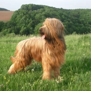 Is the Briard right for you?