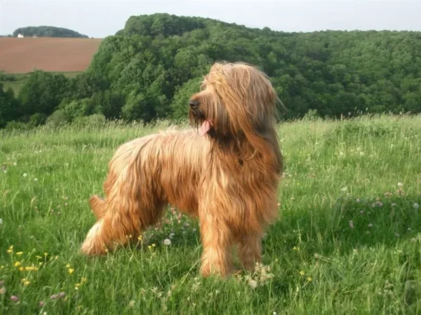 Briard...more than just a big dog!