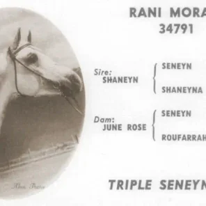 Rani Morain