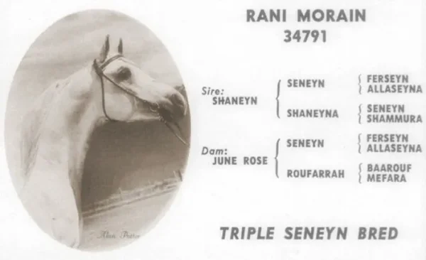 Rani Morain