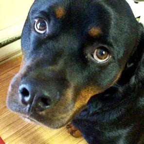 Rottweiler - # 10 Favorite Breed