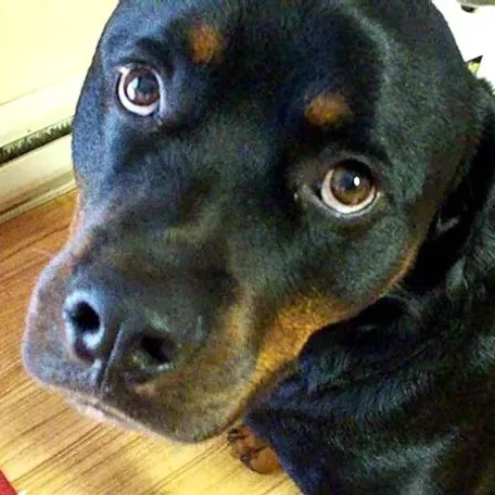 This large, powerful dog can be a steady and gentle companion.