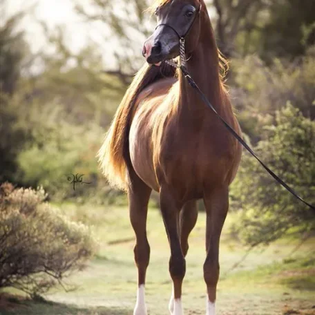 Congratulations to Acevedo Arabians on there newest adventure the very beautiful Beijings Ruby BHF…you must look at this pedigree!