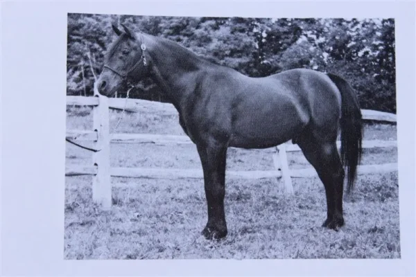Sauwid (Raseyn x Incoronata) bay stallion, foaled November 11, 1941bred by W.K. Kellogg Institute