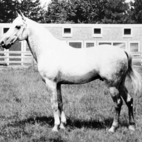 El Bulad 1903 Arabian Stallion.