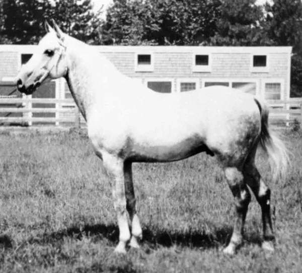 El Bulad 1903 Arabian Stallion.