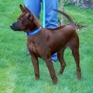 Thai Ridgeback