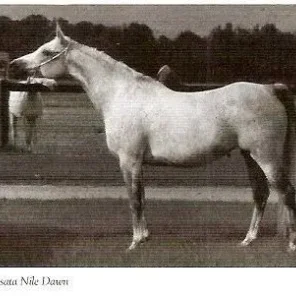 Ansata Nile Dawn