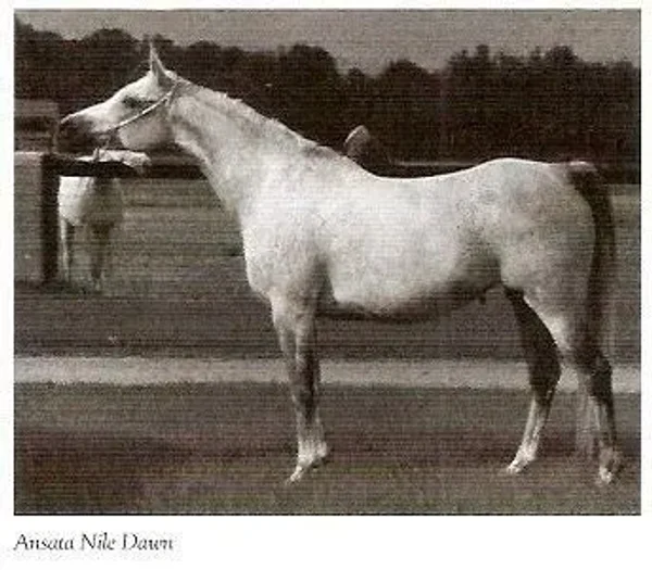 Ansata Nile Dawn