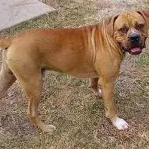Bulloxer (Designer Dog)