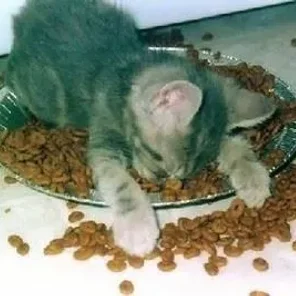 Transitioning Dry Food Addicts to Canned Food - Pt 5