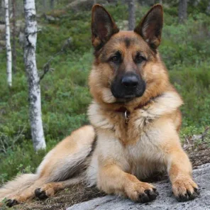 German Shepherd - #2 Fav Dog