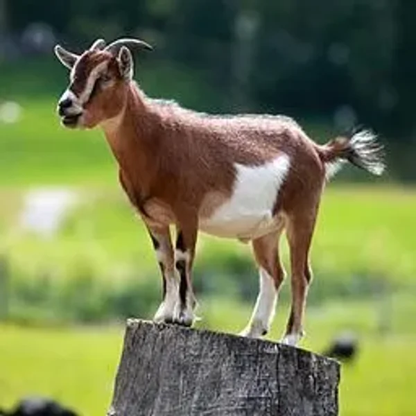 Goat