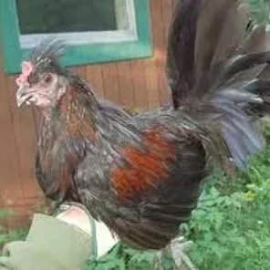 Crested Mapuche