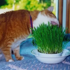 Wheatgrass for Your Pet's Health