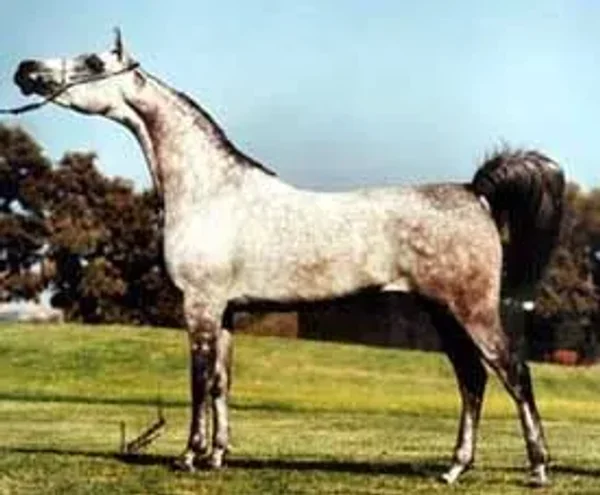 Gaishea