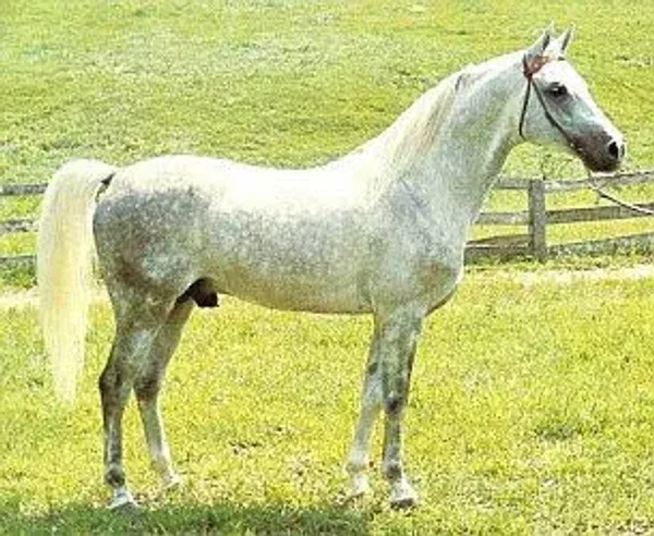 Madrygal