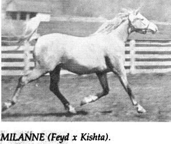 Milanne