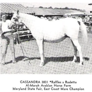 CASSANDRA