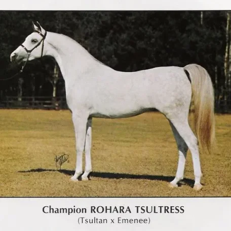 ROHARA TSULTRESS