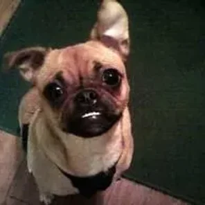 Puggat (Designer Dog)