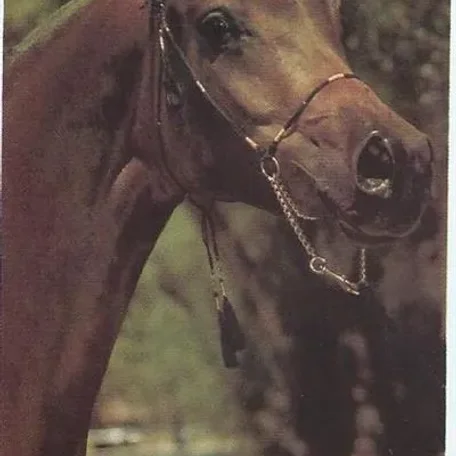 AK Zafira