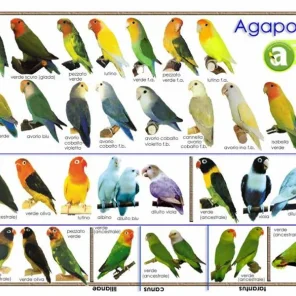 Easy Pet Bird and Parrot Characteristics