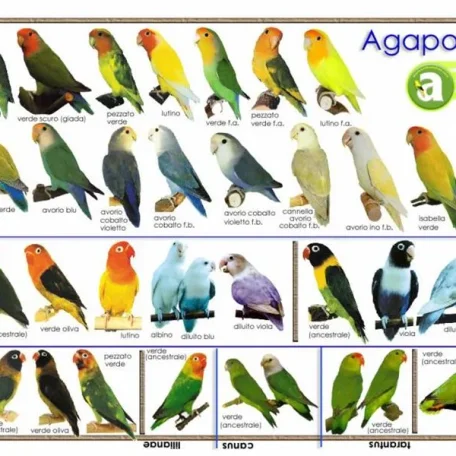 Types of Birds you can own and some of their qualities