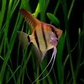 Angelfish