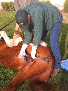 Cryptorchidism (Undescended Testicles) in Horses