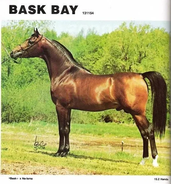 Bask Bay