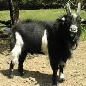 West African Dwarf