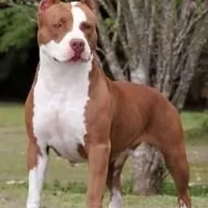 Pit Bull Terrier
