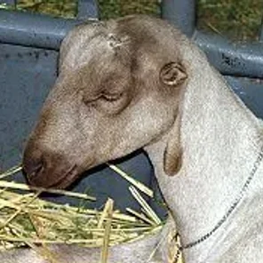 American Lamancha