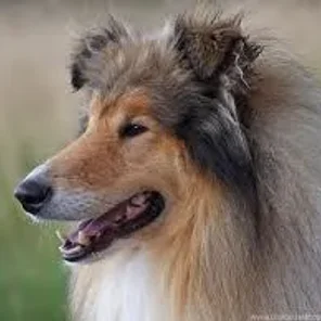 Rough Collie