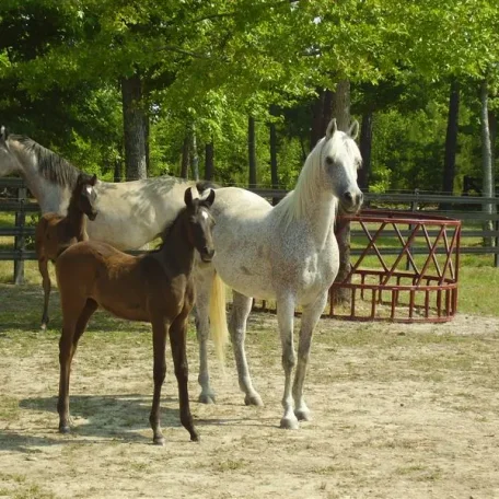 Luxemere Patrician as a foal with his famous dam TA Jihana Bey.