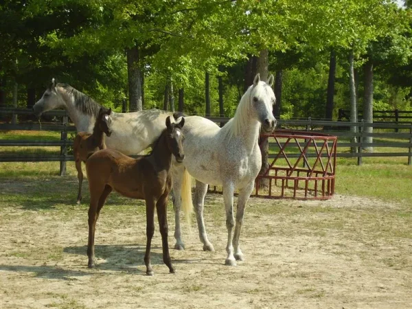 Luxemere Patrician as a foal with his famous dam TA Jihana Bey.