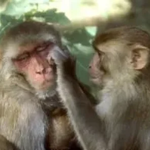 Rhesus Macaque