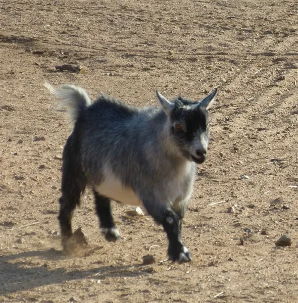 Animal Haven Ben Hur