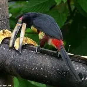 Pale-mandibled Aracari
