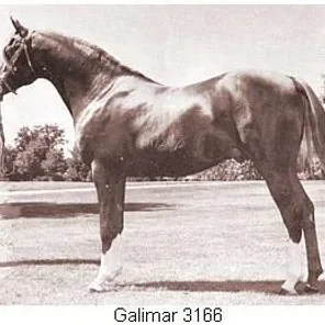 GALIMAR