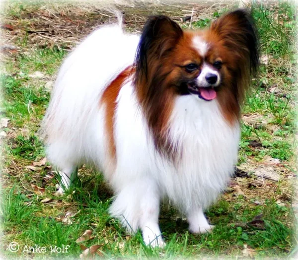 Anke